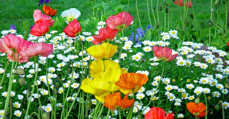 Field of flowers image