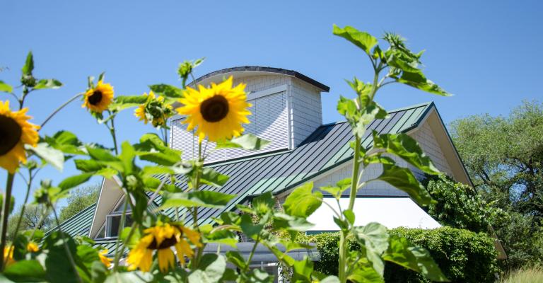Sunflower image