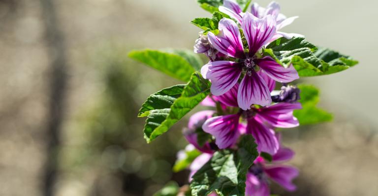 Flower image